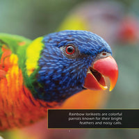 Rainbow Lorikeets! A My Incredible World Picture Book for Children