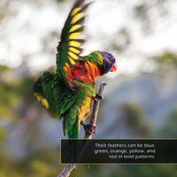 Rainbow Lorikeets! A My Incredible World Picture Book for Children