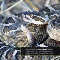 Rattlesnakes! A My Incredible World Picture Book for Children