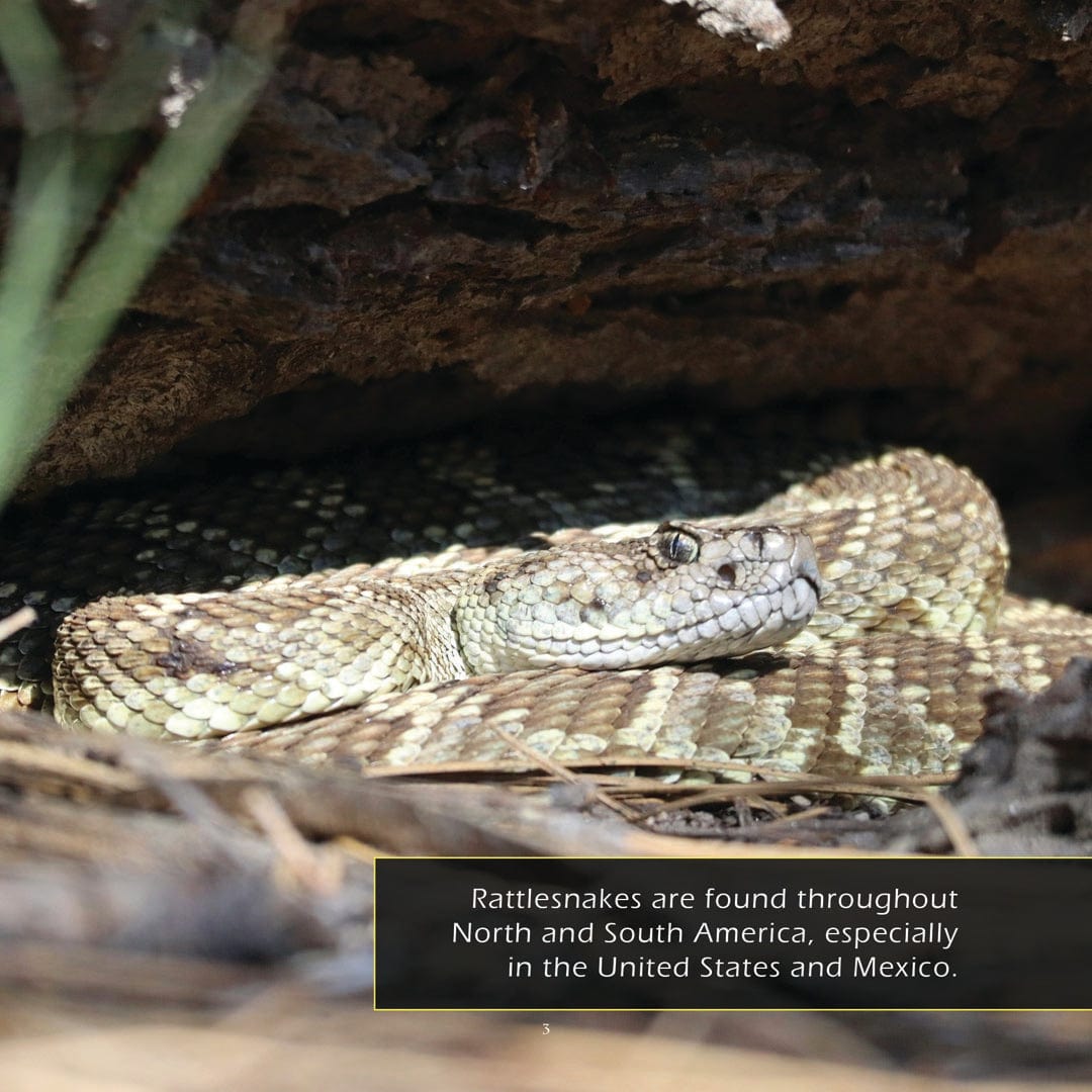 Rattlesnakes! A My Incredible World Picture Book for Children