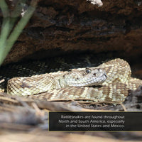 Rattlesnakes! A My Incredible World Picture Book for Children