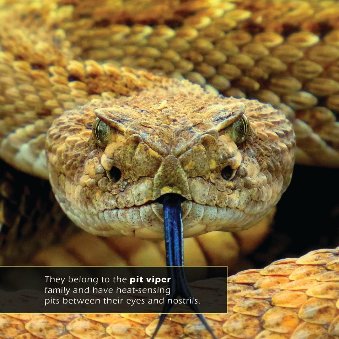 Rattlesnakes! A My Incredible World Picture Book for Children