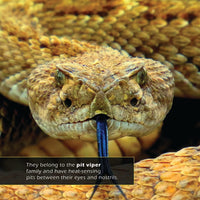 Rattlesnakes! A My Incredible World Picture Book for Children