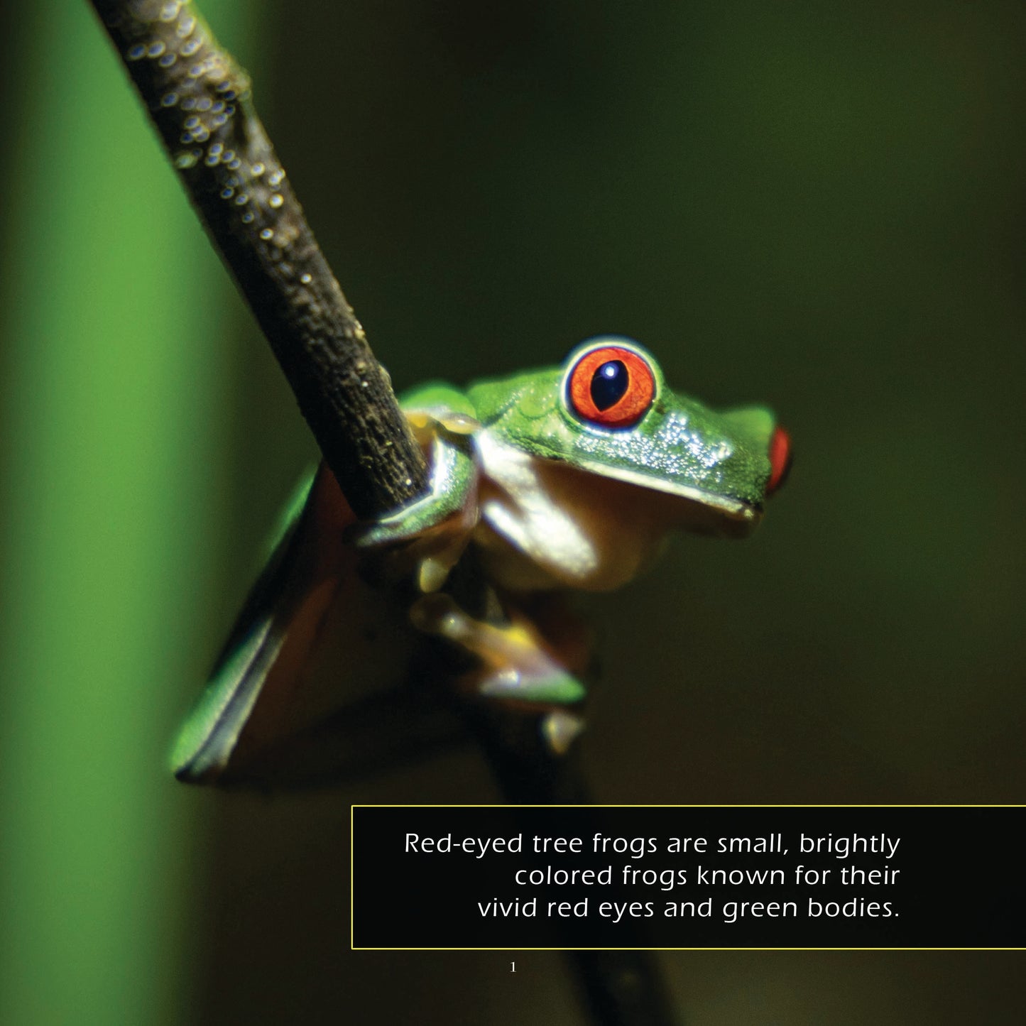 Red-Eyed Tree Frogs! A My Incredible World Picture Book for Children
