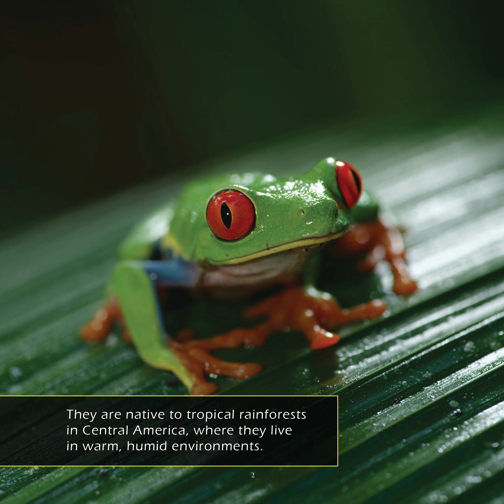 Red-Eyed Tree Frogs! A My Incredible World Picture Book for Children