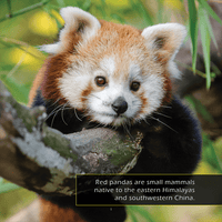 Red Pandas! A My Incredible World Picture Book for Children