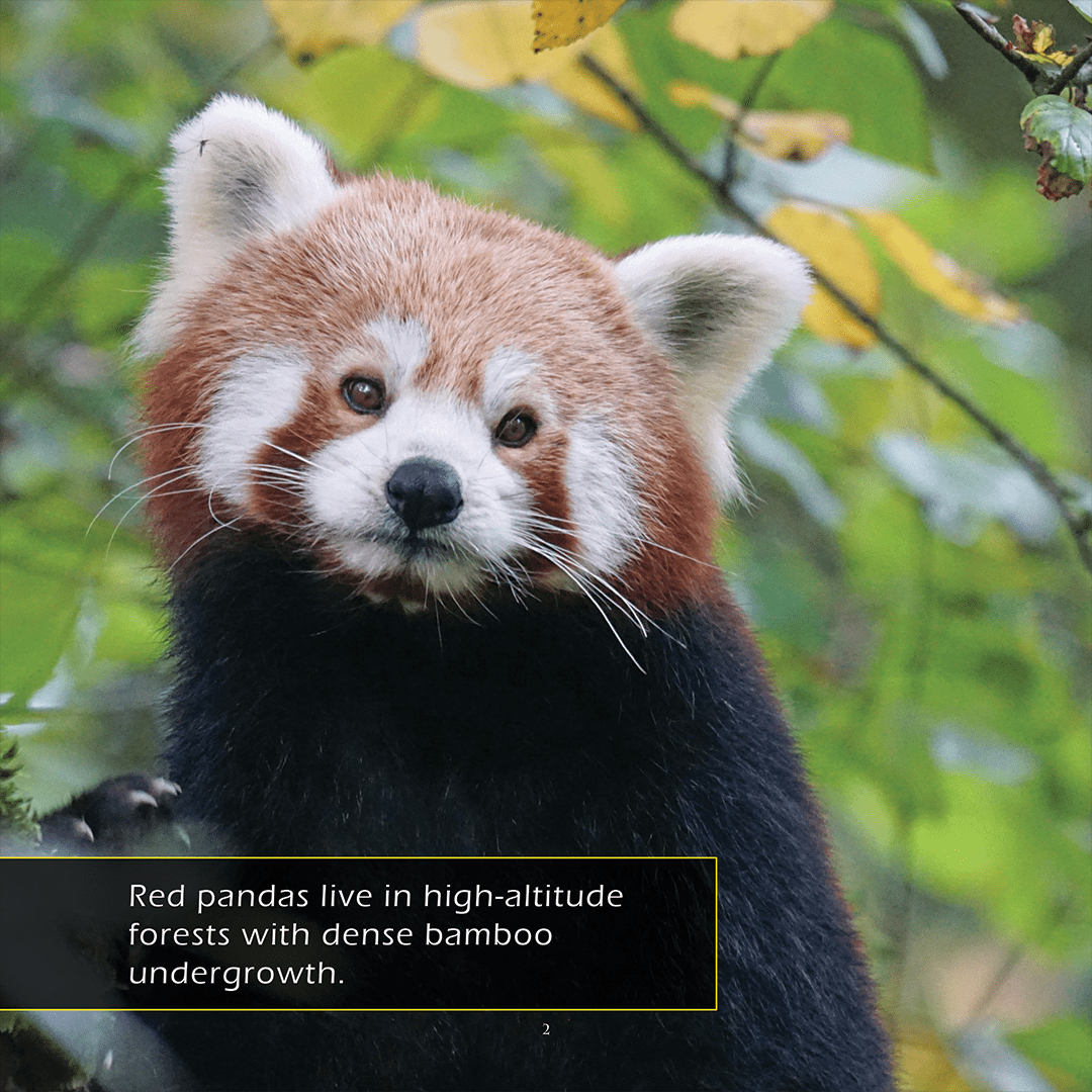 Red Pandas! A My Incredible World Picture Book for Children