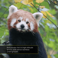 Red Pandas! A My Incredible World Picture Book for Children