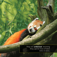 Red Pandas! A My Incredible World Picture Book for Children