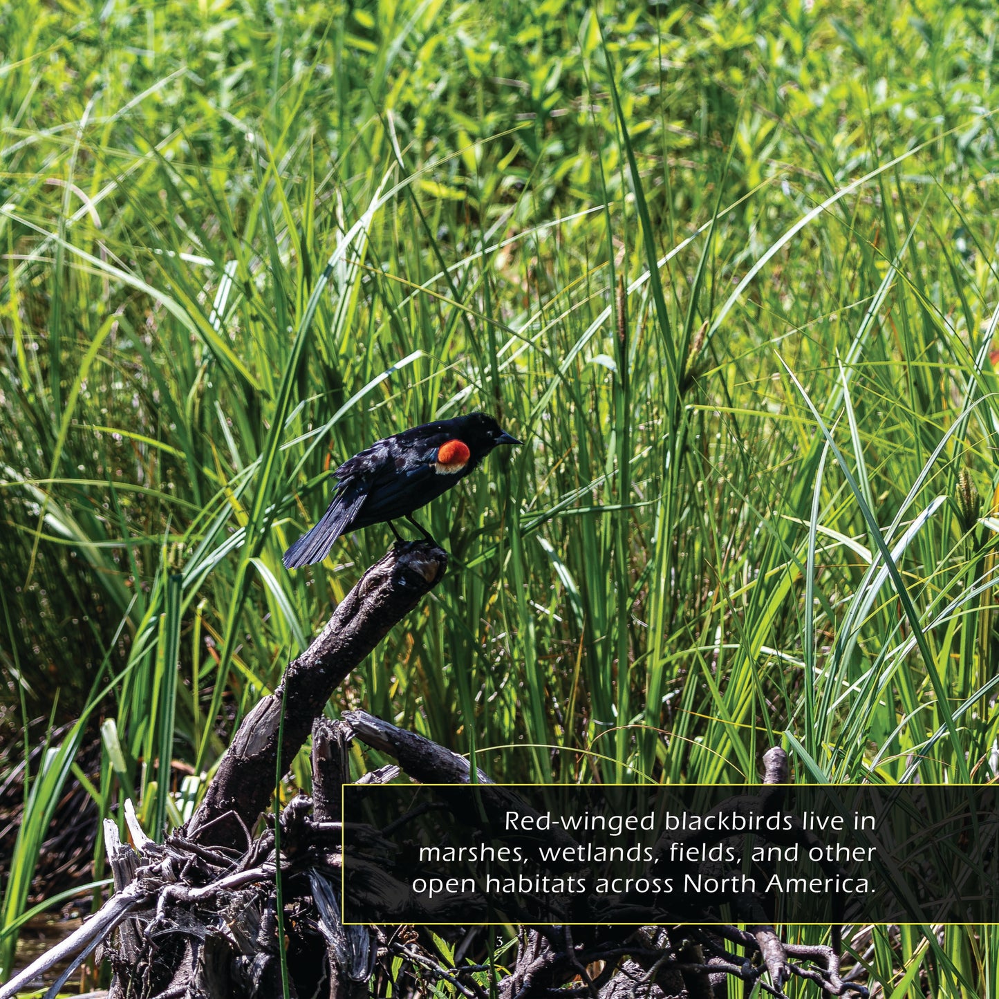 Red-winged Blackbirds! A My Incredible World Picture Book for Children