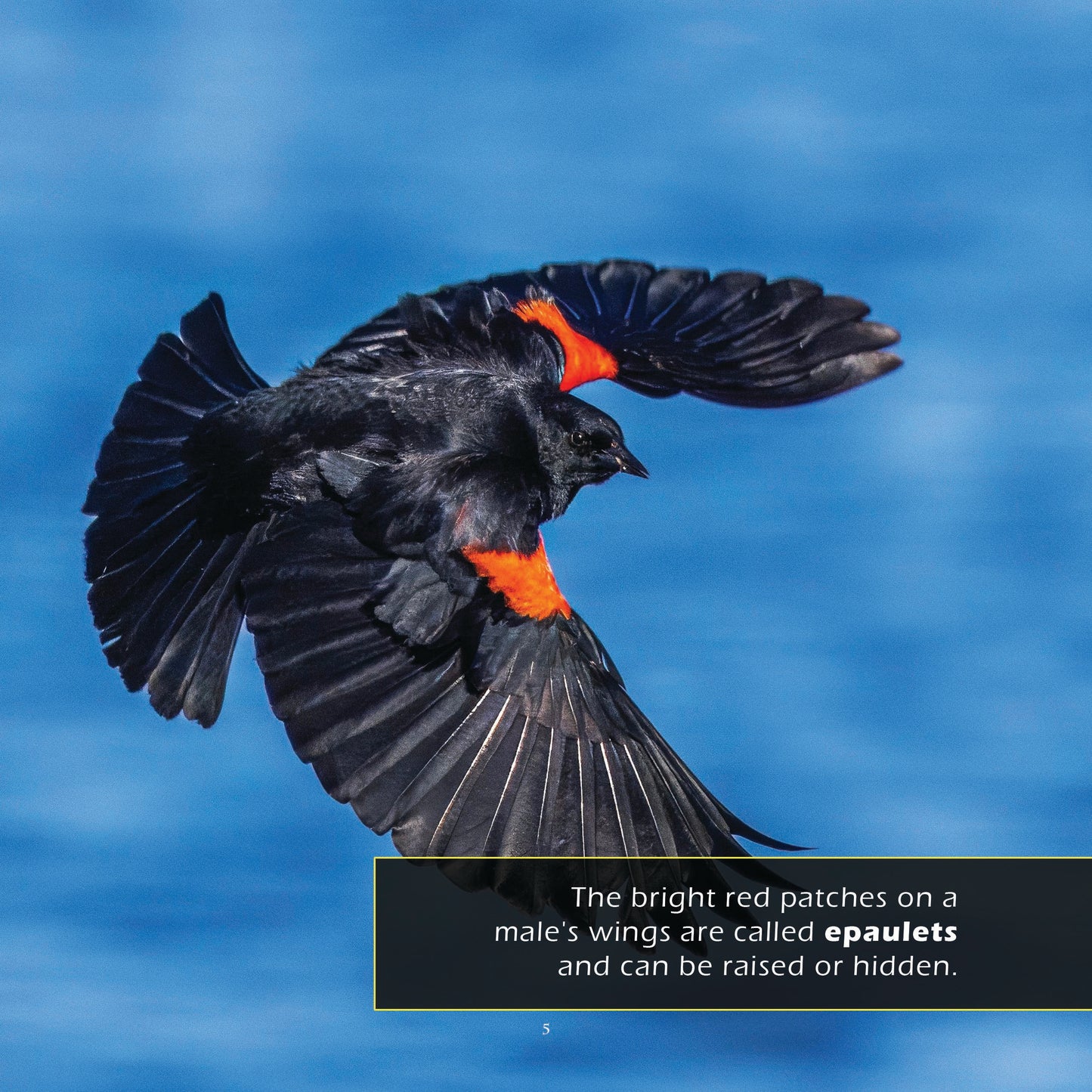 Red-winged Blackbirds! A My Incredible World Picture Book for Children