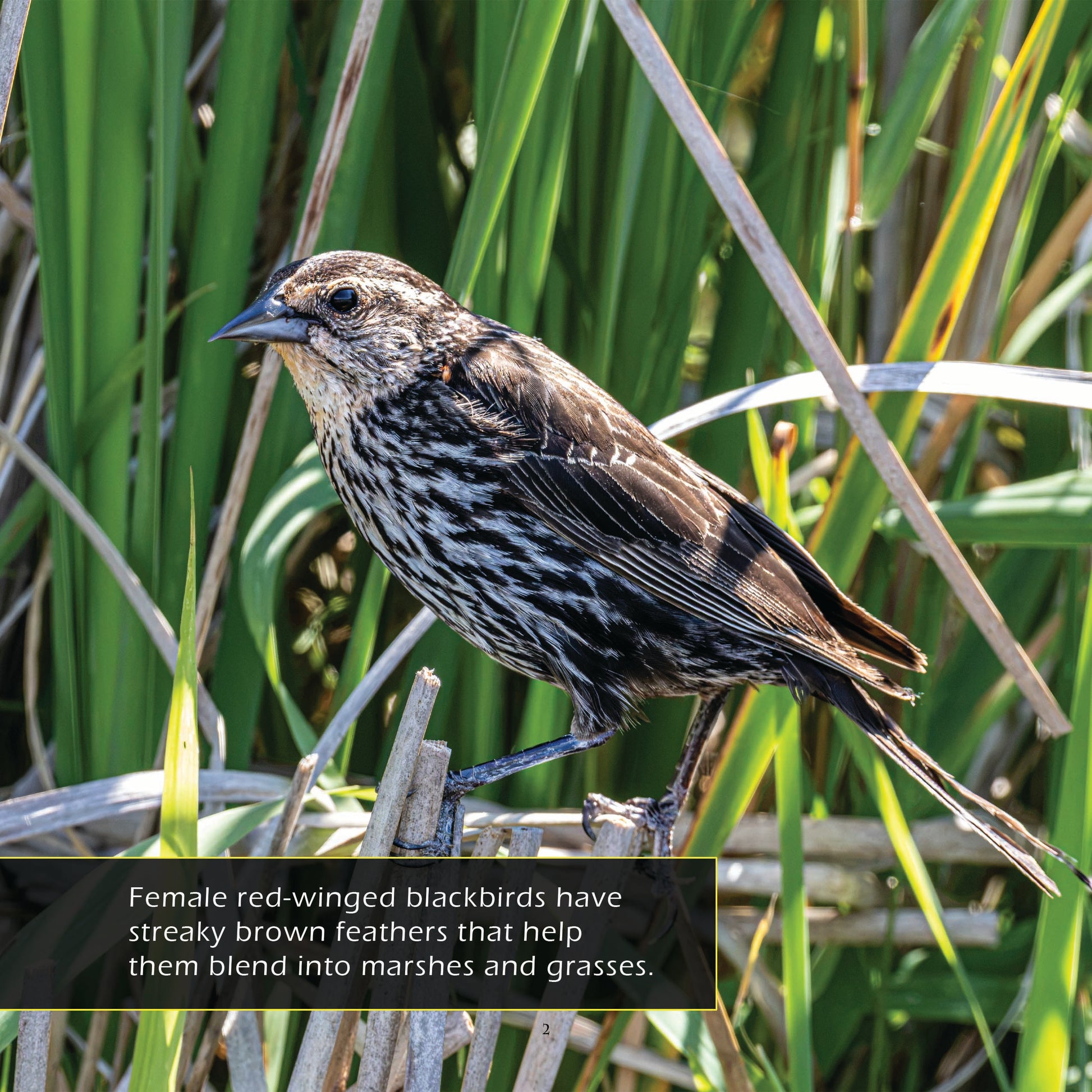 Red-winged Blackbirds! A My Incredible World Picture Book for Children