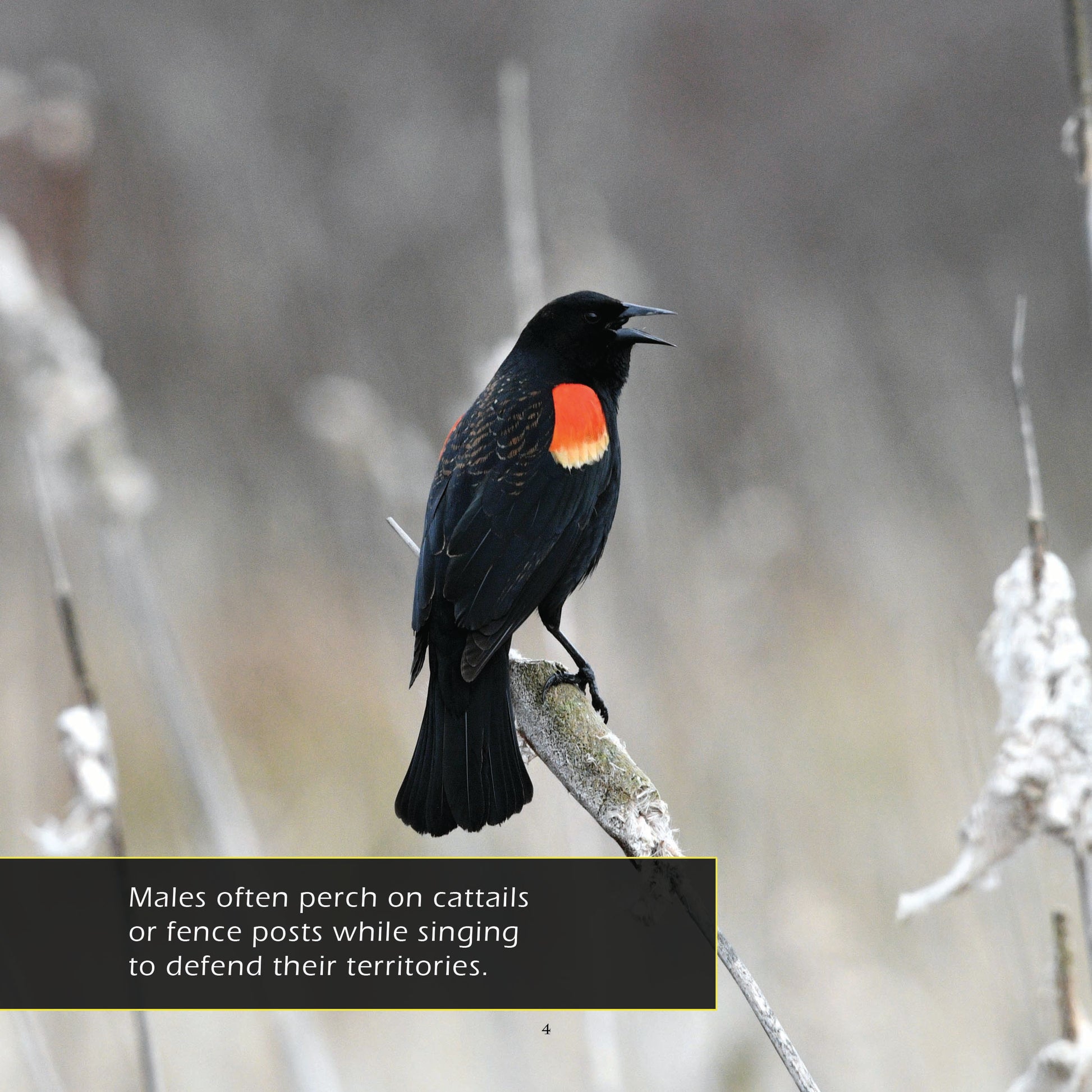 Red-winged Blackbirds! A My Incredible World Picture Book for Children