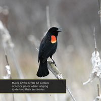 Red-winged Blackbirds! A My Incredible World Picture Book for Children