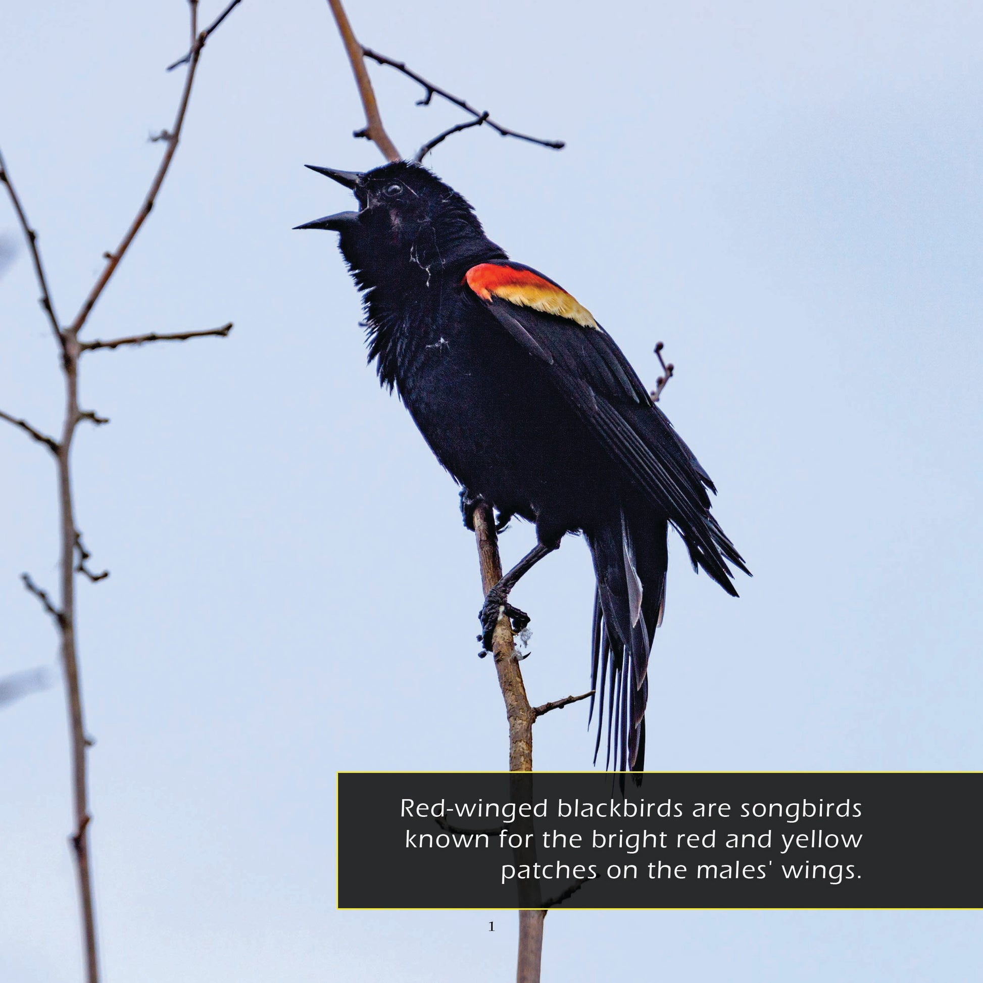 Red-winged Blackbirds! A My Incredible World Picture Book for Children