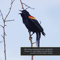 Red-winged Blackbirds! A My Incredible World Picture Book for Children