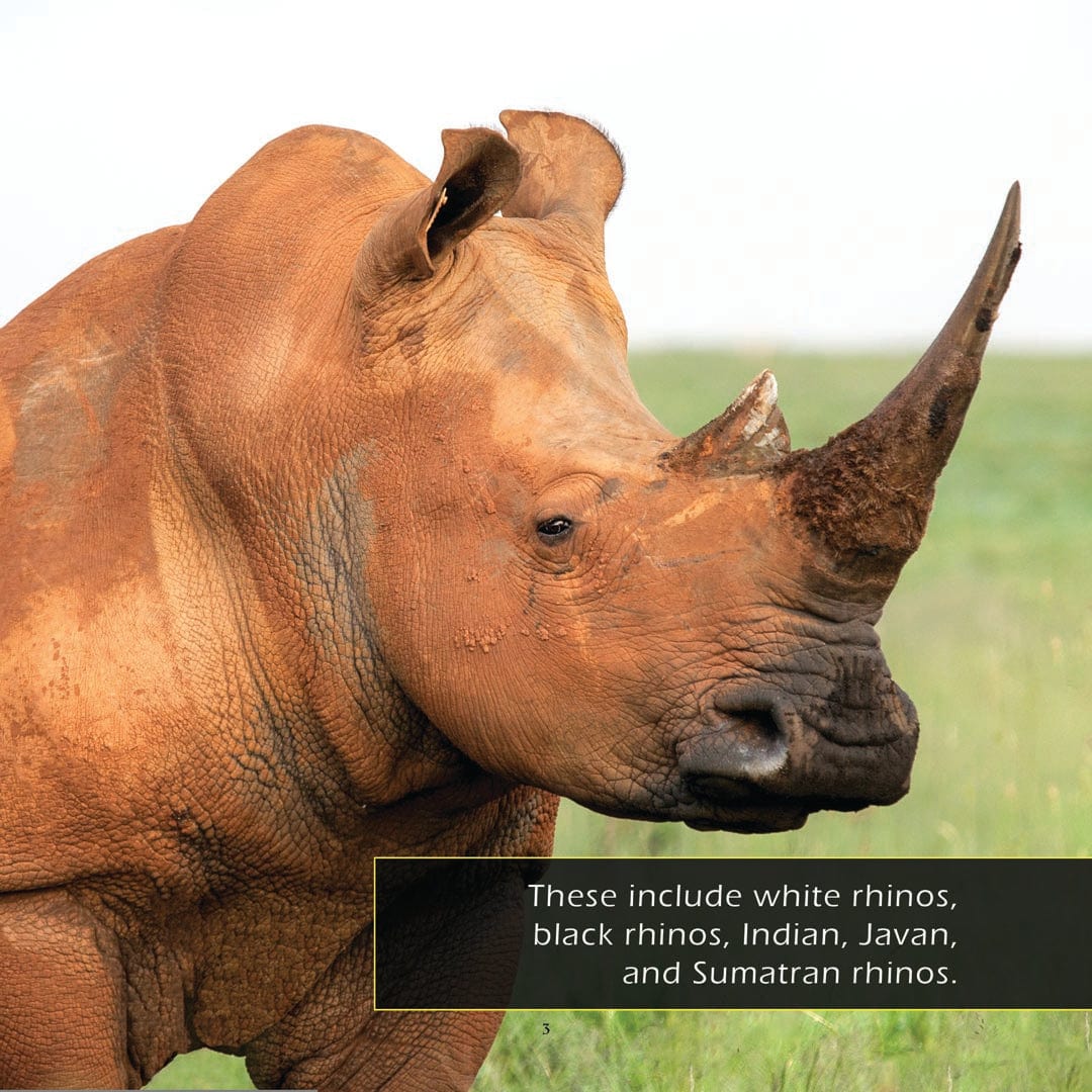 Rhinos! A My Incredible World Picture Book for Children