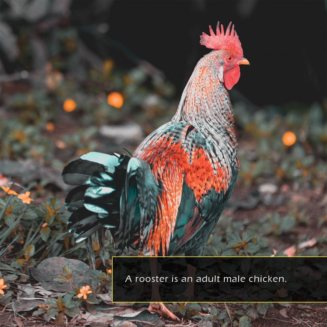 Roosters! A My Incredible World Picture Book for Children