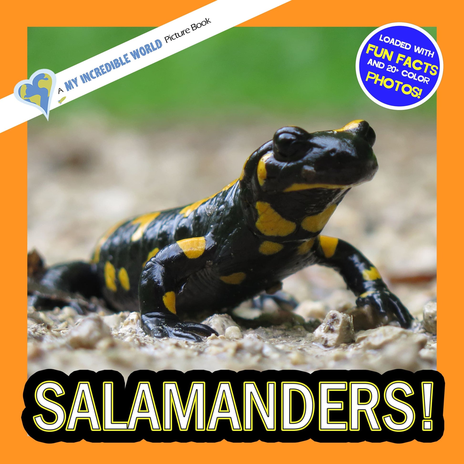 Salamanders! A My Incredible World Picture Book for Children