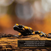 Salamanders! A My Incredible World Picture Book for Children