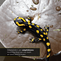 Salamanders! A My Incredible World Picture Book for Children