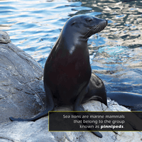 Sea Lions! A My Incredible World Picture Book for Children