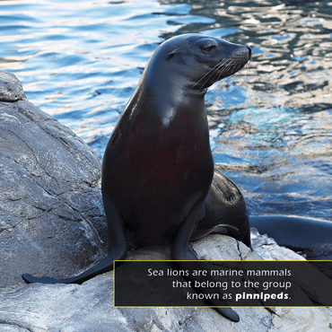 Sea Lions! A My Incredible World Picture Book for Children