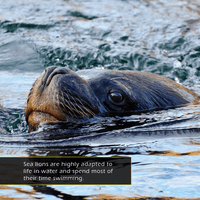 Sea Lions! A My Incredible World Picture Book for Children