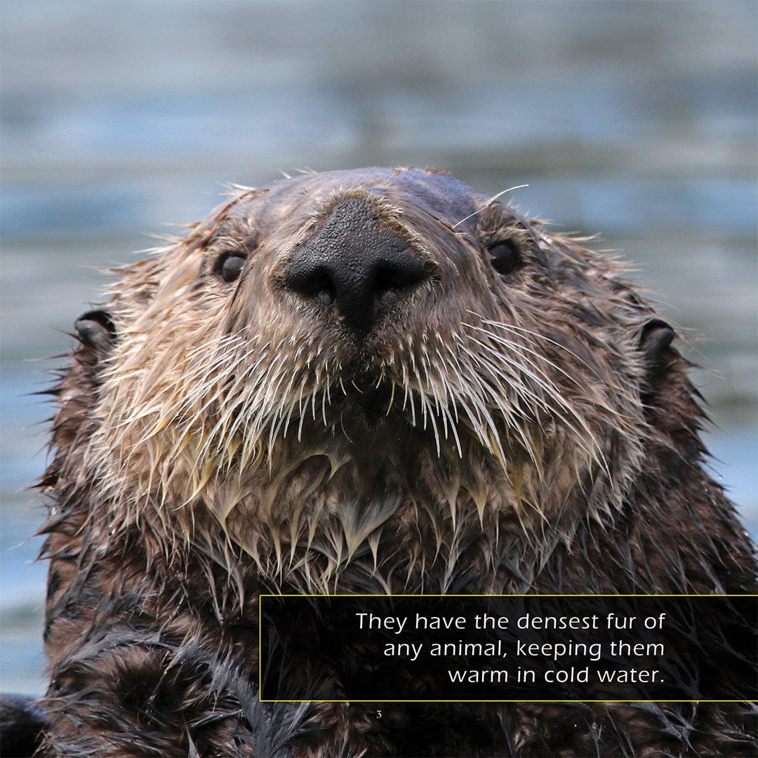 Sea Otters! A My Incredible World Picture Book for Children