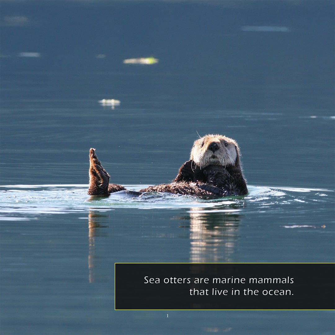 Sea Otters! A My Incredible World Picture Book for Children