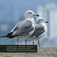 Seagulls! A My Incredible World Picture Book for Children