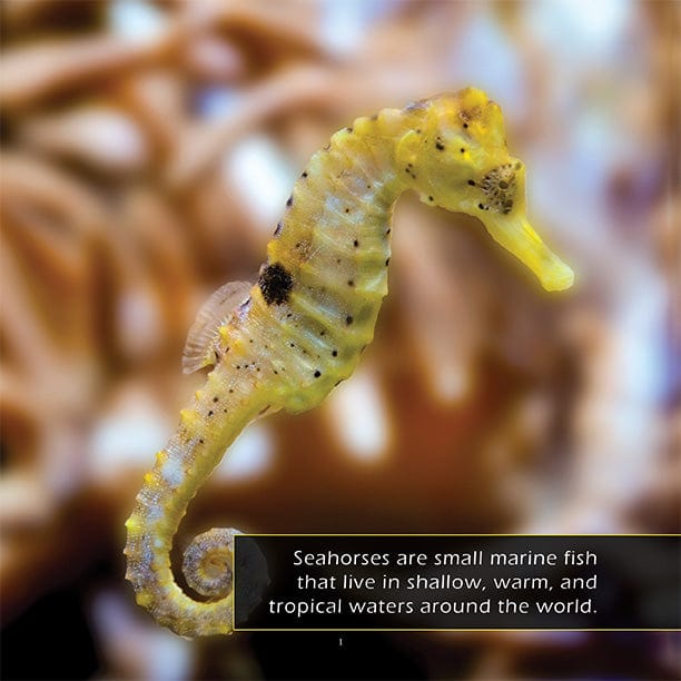 Seahorses! A My Incredible World Picture Book for Children