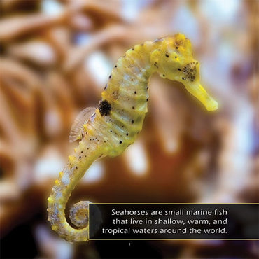 Seahorses! A My Incredible World Picture Book for Children