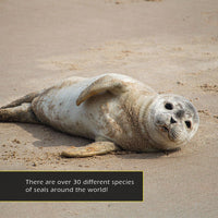 Seals! A My Incredible World Picture Book for Children