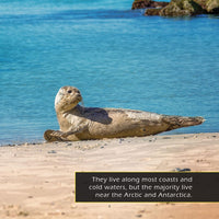 Seals! A My Incredible World Picture Book for Children