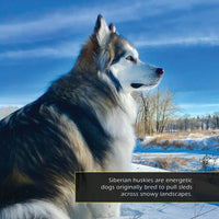 Siberian Huskies! A My Incredible World Picture Book for Children