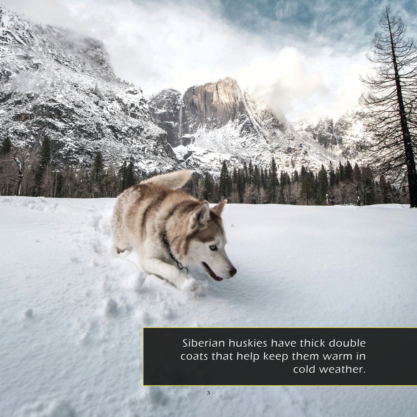Siberian Huskies! A My Incredible World Picture Book for Children