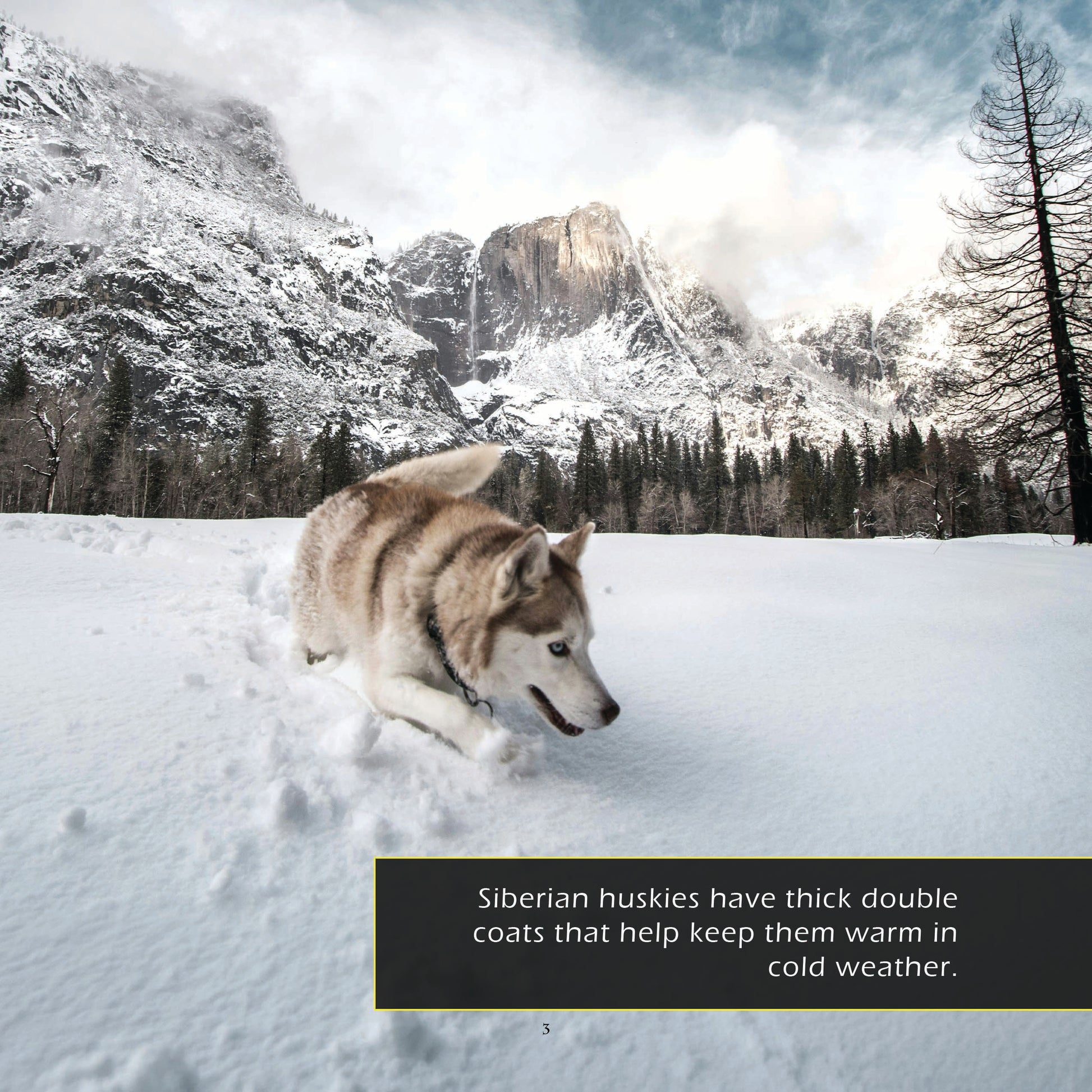 Siberian Huskies! A My Incredible World Picture Book for Children