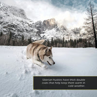 Siberian Huskies! A My Incredible World Picture Book for Children