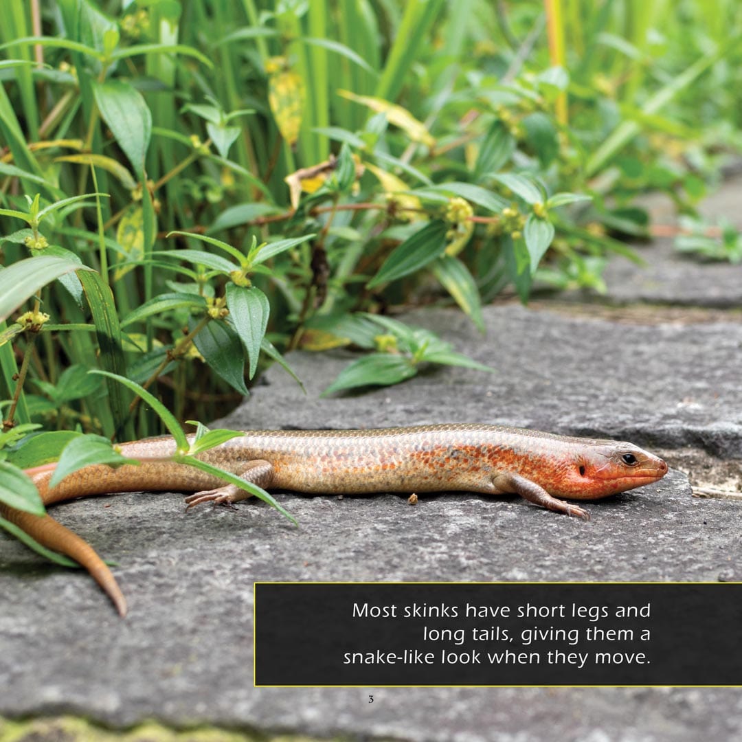Skinks! A My Incredible World Picture Book for Children