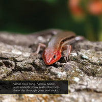 Skinks! A My Incredible World Picture Book for Children