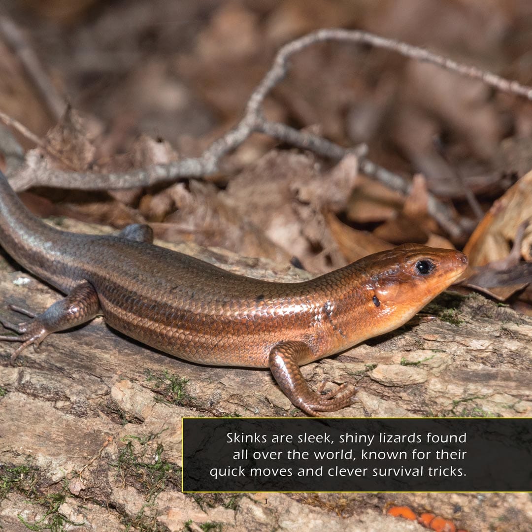 Skinks! A My Incredible World Picture Book for Children