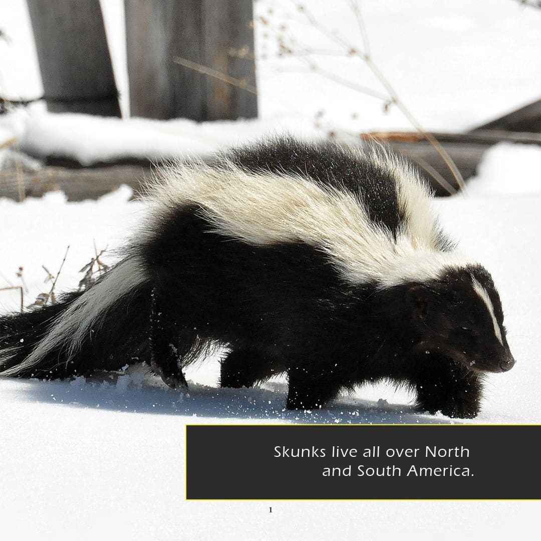 Skunks! A My Incredible World Picture Book for Children