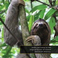 Sloths! A My Incredible World Picture Book for Children