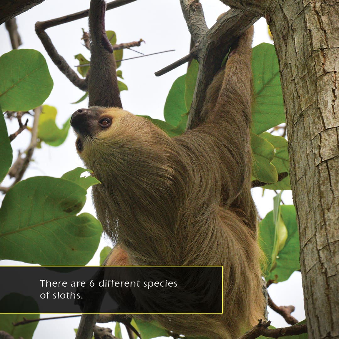 Sloths! A My Incredible World Picture Book for Children