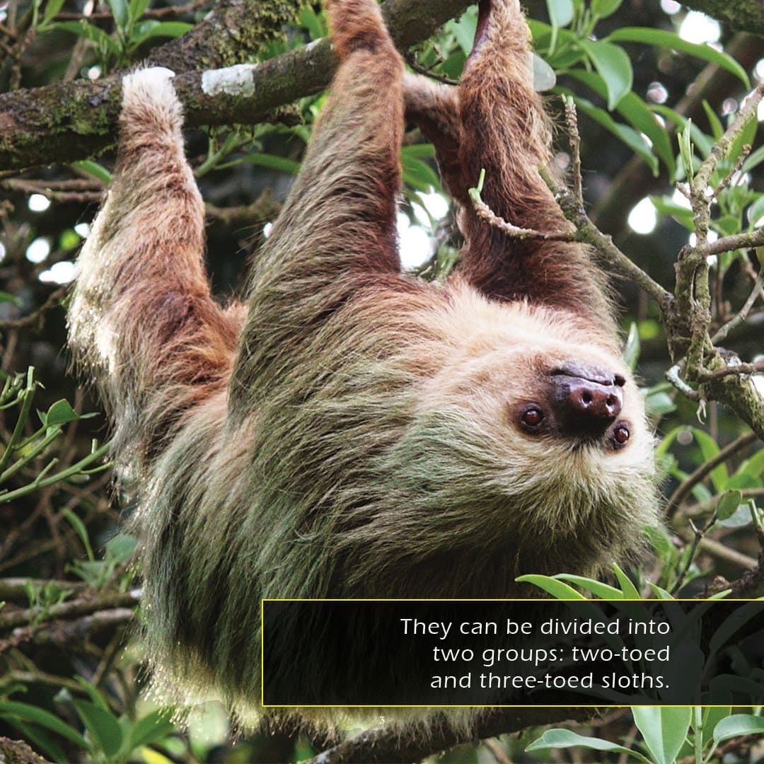 Sloths! A My Incredible World Picture Book for Children