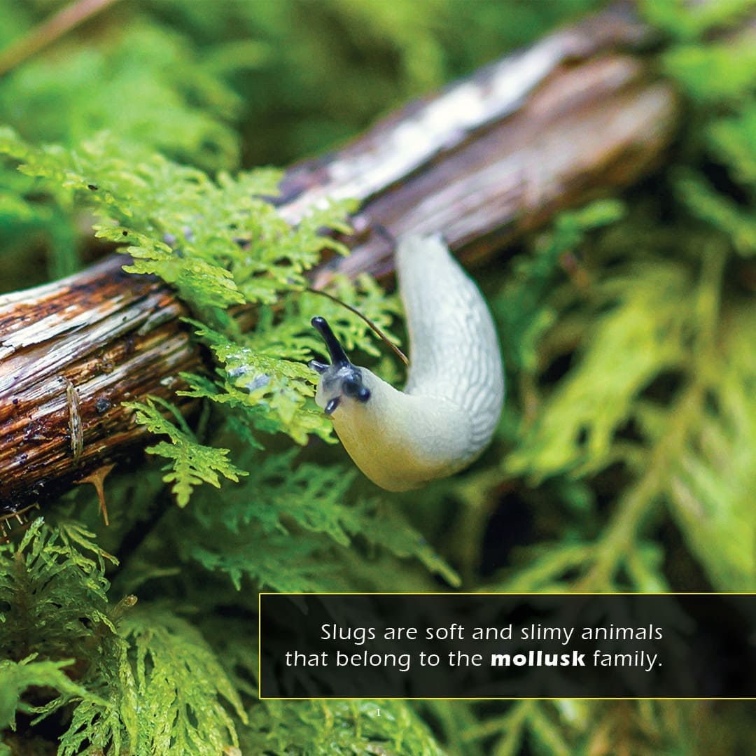 Slug World Slugs Book for Kids | Slimy Shell-Less Mollusks – My Incredible World