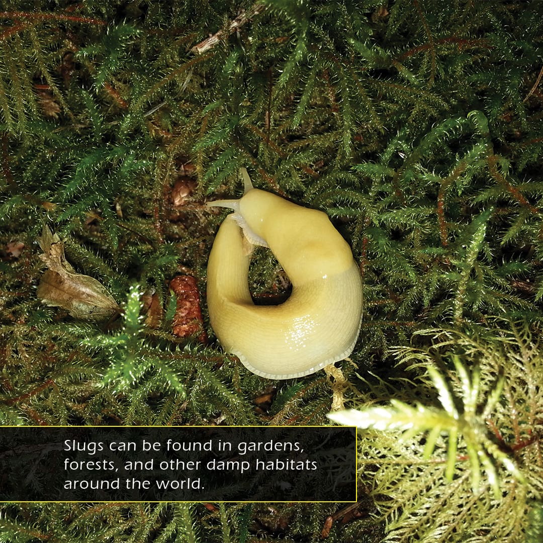 Slug World Slugs Book for Kids | Slimy Shell-Less Mollusks – My Incredible World