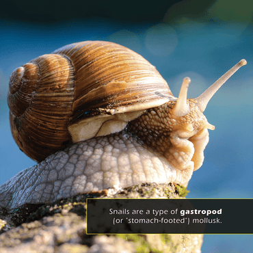 Snails! A My Incredible World Picture Book for Children