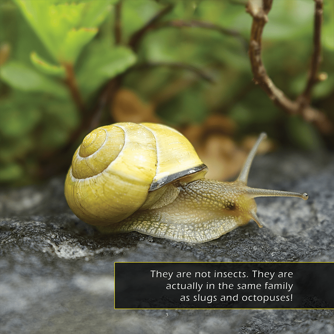 Snails! A My Incredible World Picture Book for Children